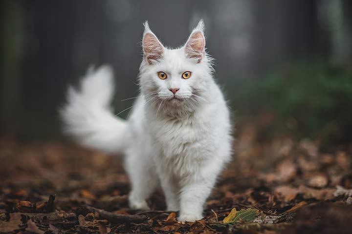 Maine Coon