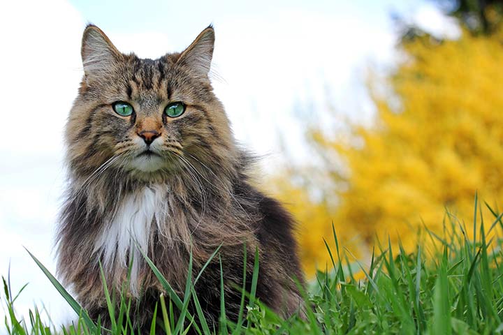 Norwegische Waldkatze