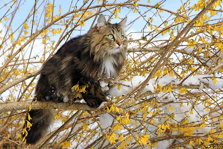 Norwegische Waldkatze