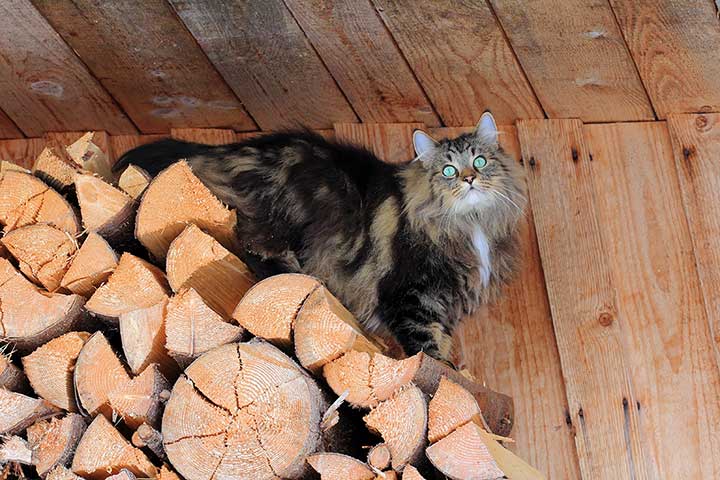 Norwegische Waldkatze