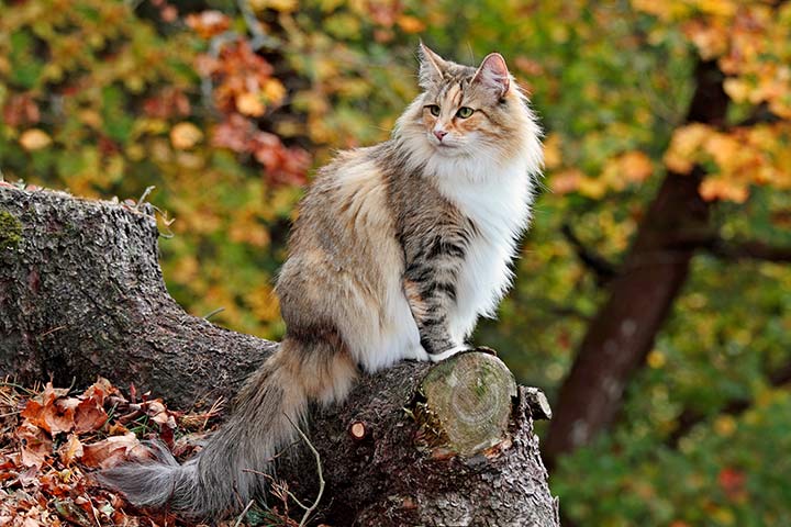 Norwegische Waldkatze