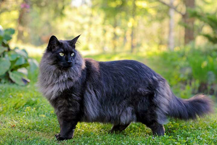 Norwegische Waldkatze