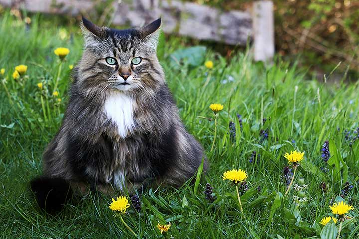 Norwegische Waldkatze