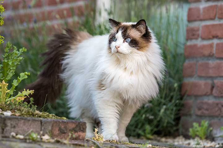 Ragdoll