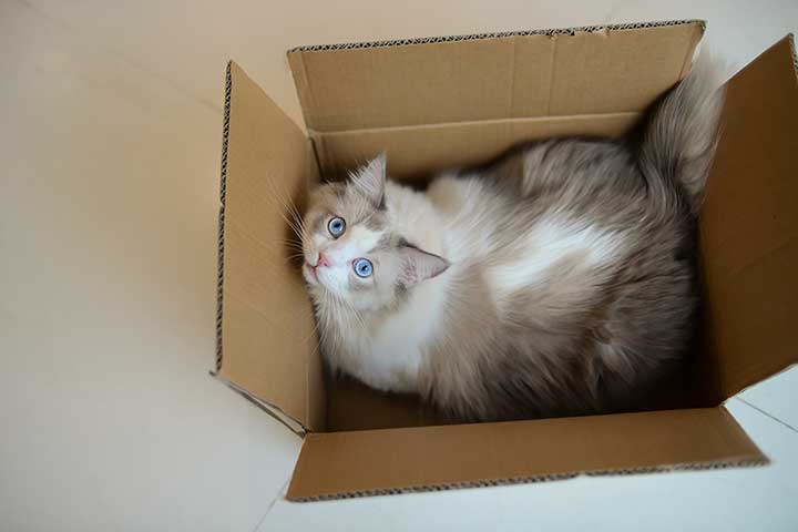 Ragdoll