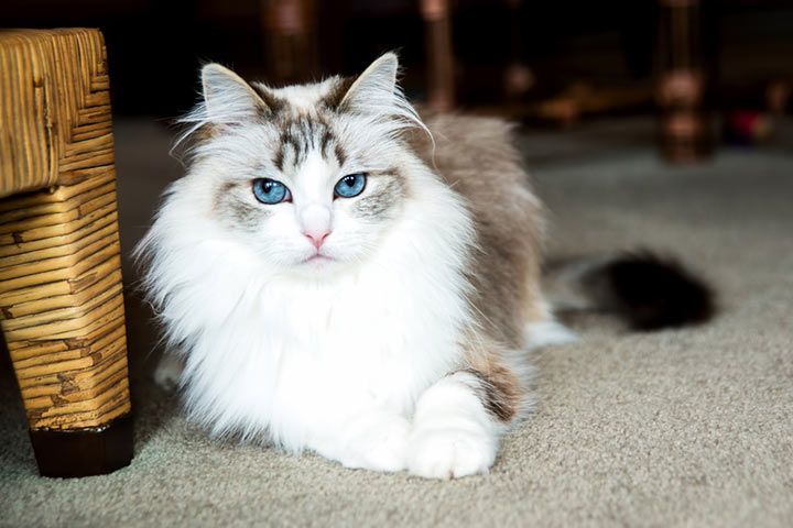 Preise Ragdoll Katzen