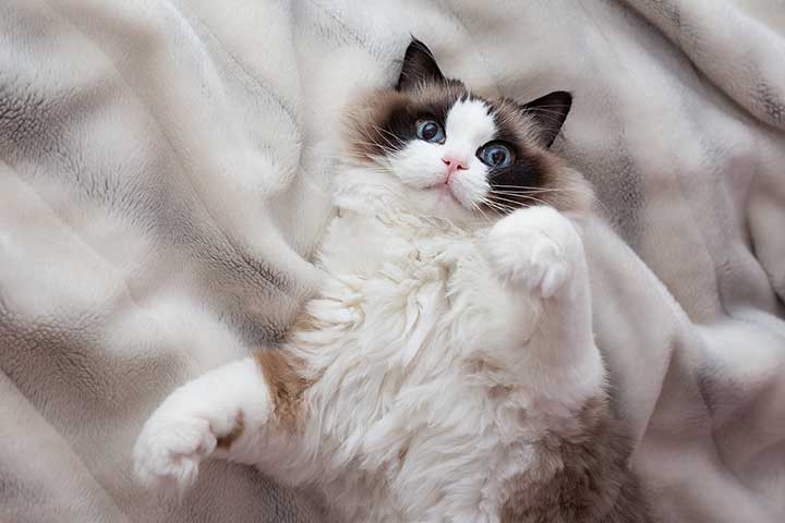 Ragdoll