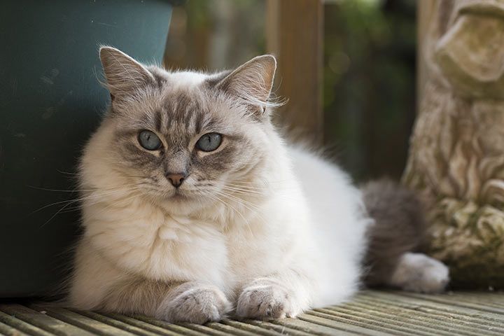 Wie Viel Kosten Ragdoll Katzen