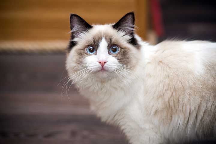 Ragdoll