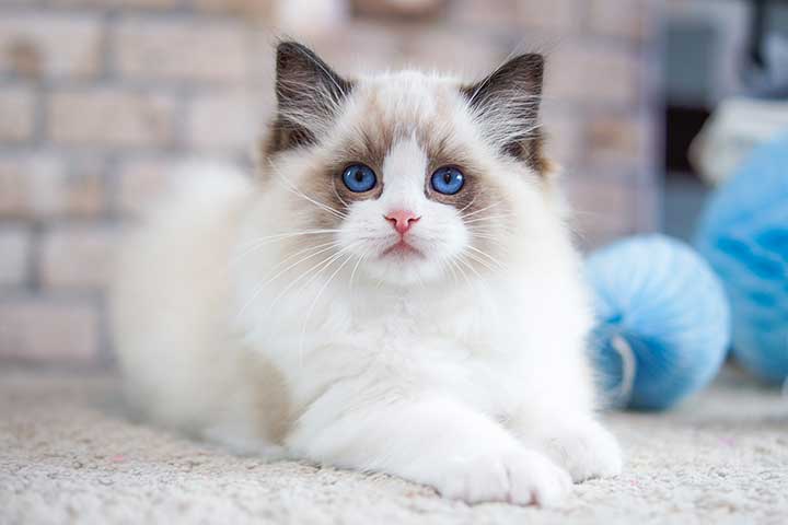 Ragdoll