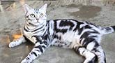 American Shorthair