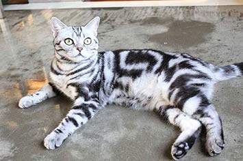 American shorthair fellmuster m