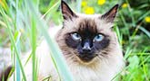 Balinesenkatze
