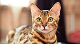 Bengal