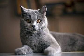 Katzen Die Alleine Sein Können