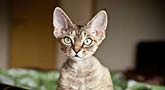 Devon Rex