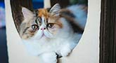 Exotische Kurzhaarkatze