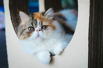 Exotic shorthair suess m