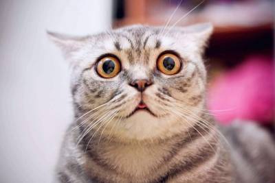 Katze lustig xl