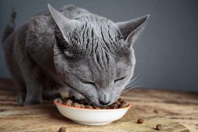 Katzenfutter xl