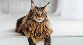 Maine Coon