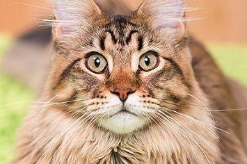 Die 26 Beliebtesten Katzenrassen Und Ihr Charakter