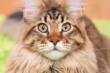 Katzen Die Alleine Sein Können