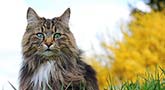 Norwegische Waldkatze