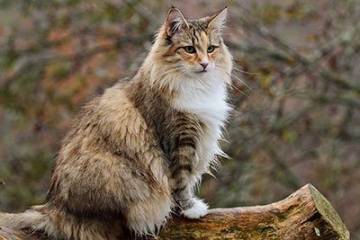 Katzen Die Viel Haaren