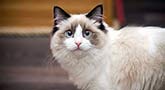 Ragdoll