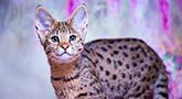Savannah