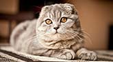 Schottische Faltohrkatze