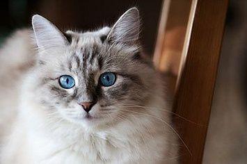 Die 26 Beliebtesten Katzenrassen Und Ihr Charakter