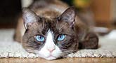 Snowshoe