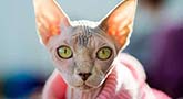 Sphynx