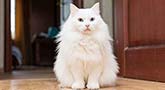 Türkisch Angora