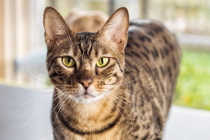 Welche Katzen Haaren Am Wenigsten