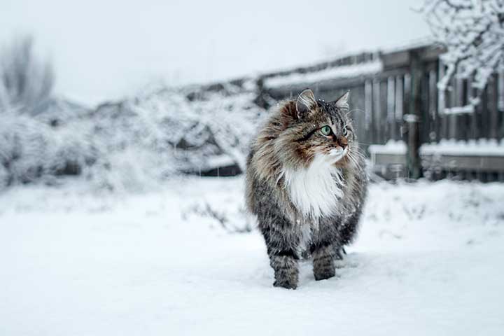 Sibirische Katze