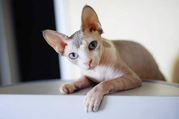 Sphynx