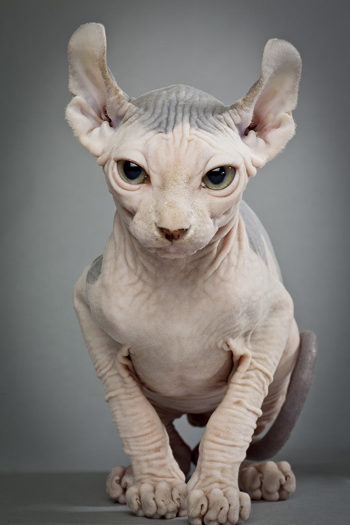 Sphynx