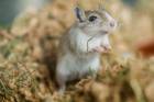 Blinde Mäuse kratzen sich, wenn Artgenossen mit Juckreiz kämpfen