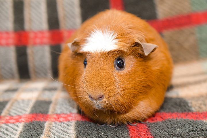 American Crested-Meerschweinchen