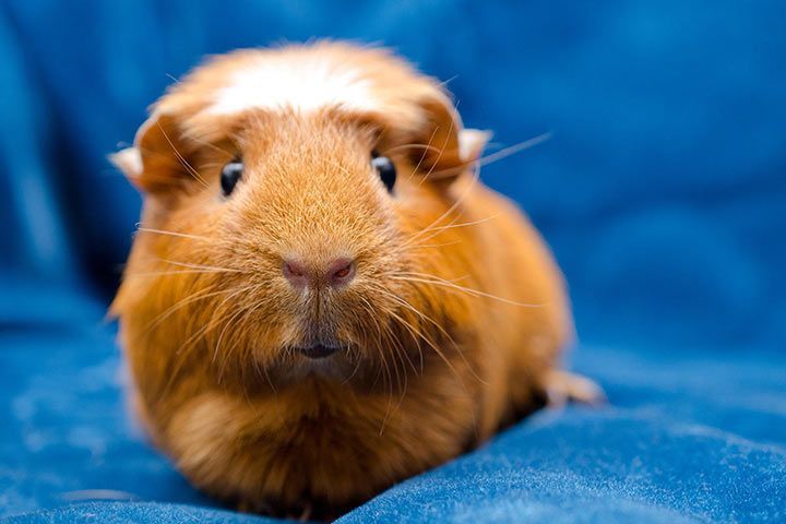 American Crested-Meerschweinchen