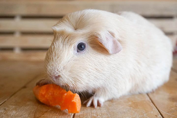 English Crested-Meerschweinchen