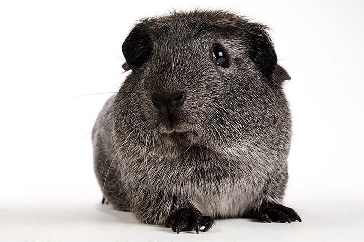 English Crested-Meerschweinchen