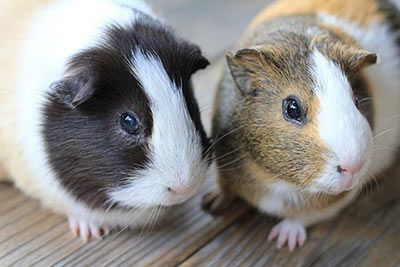 Haustier Meerschweinchen