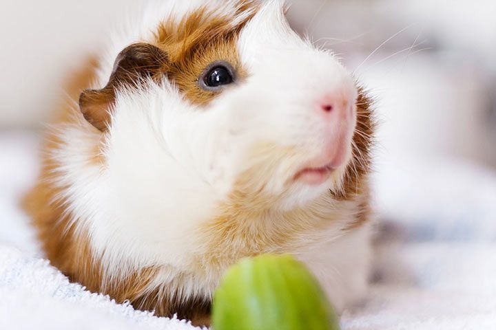 Irish Crested-Meerschweinchen