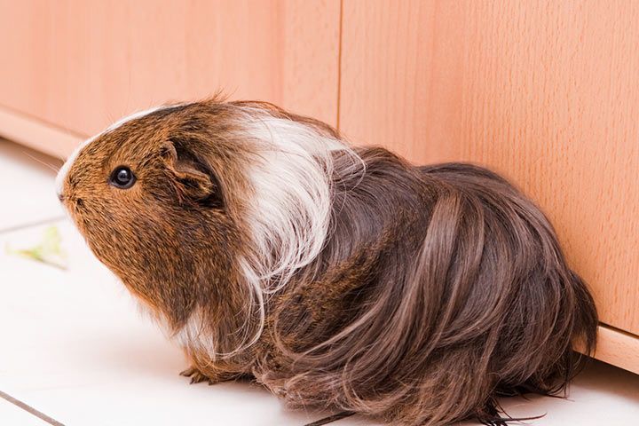 Sheltie-Meerschweinchen