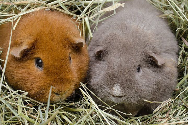 US-Teddy-Meerschweinchen