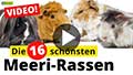 Die 16 schönsten Meerschweinchen-Rassen